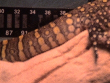 my niles sweet tail!!