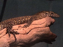 my baby nile basking
