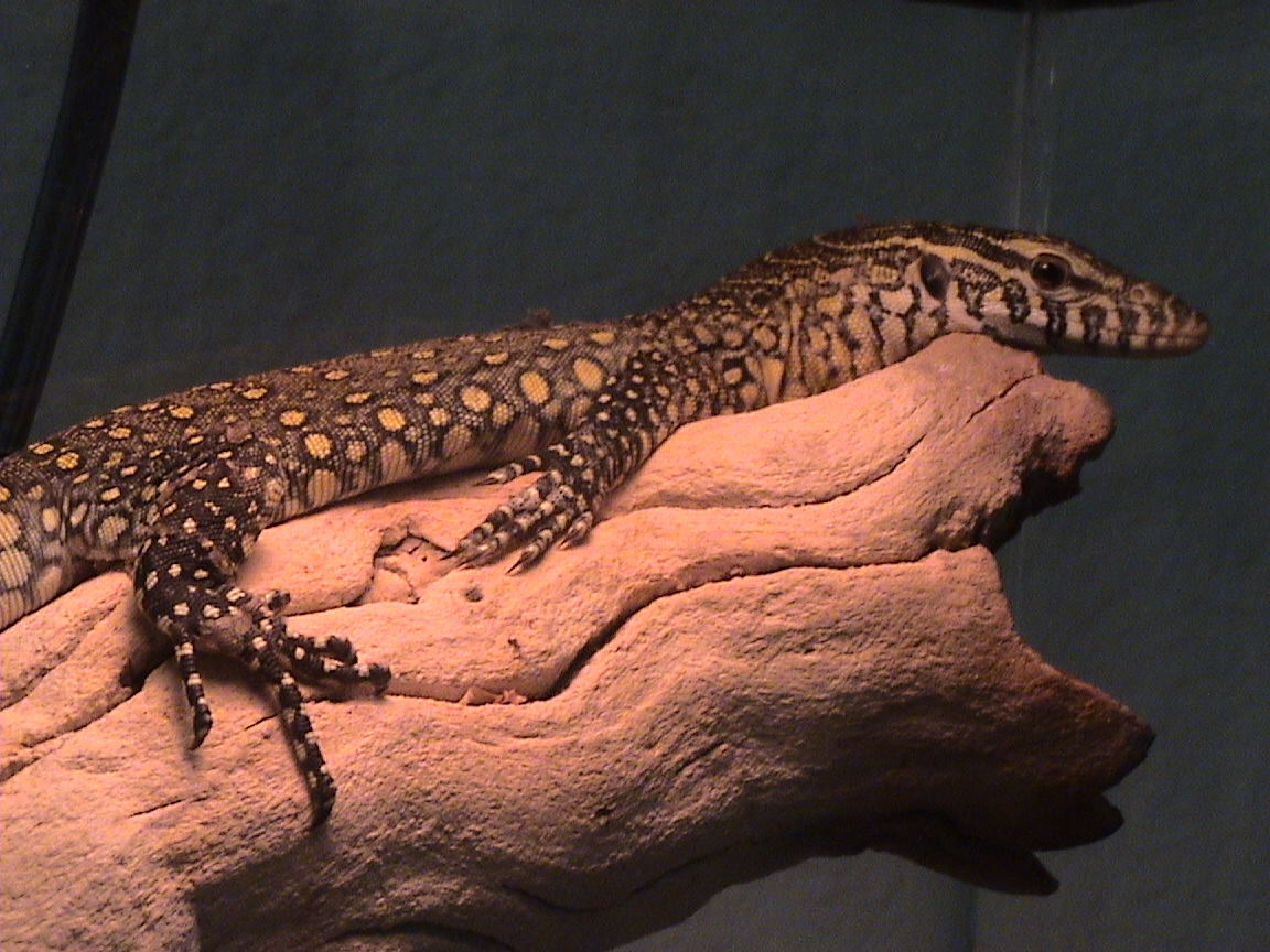 my baby nile basking