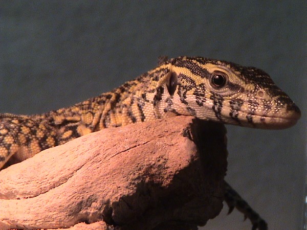 my nile looking at me