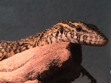 my nile looking at me