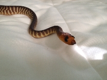 2012 Female Woma