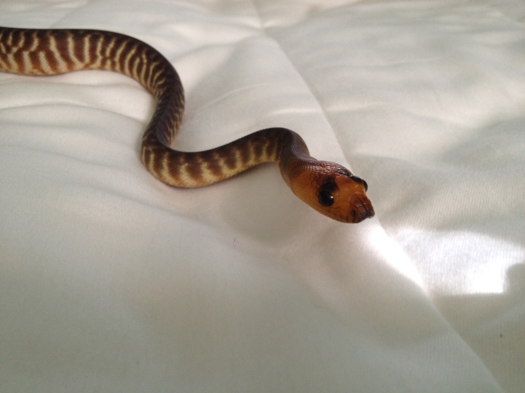 2012 Female Woma
