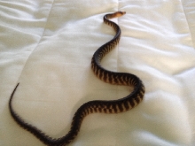 2012 Female Woma