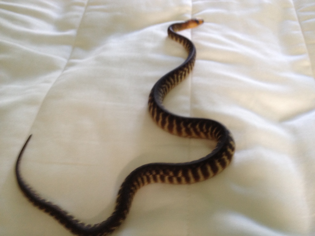 2012 Female Woma