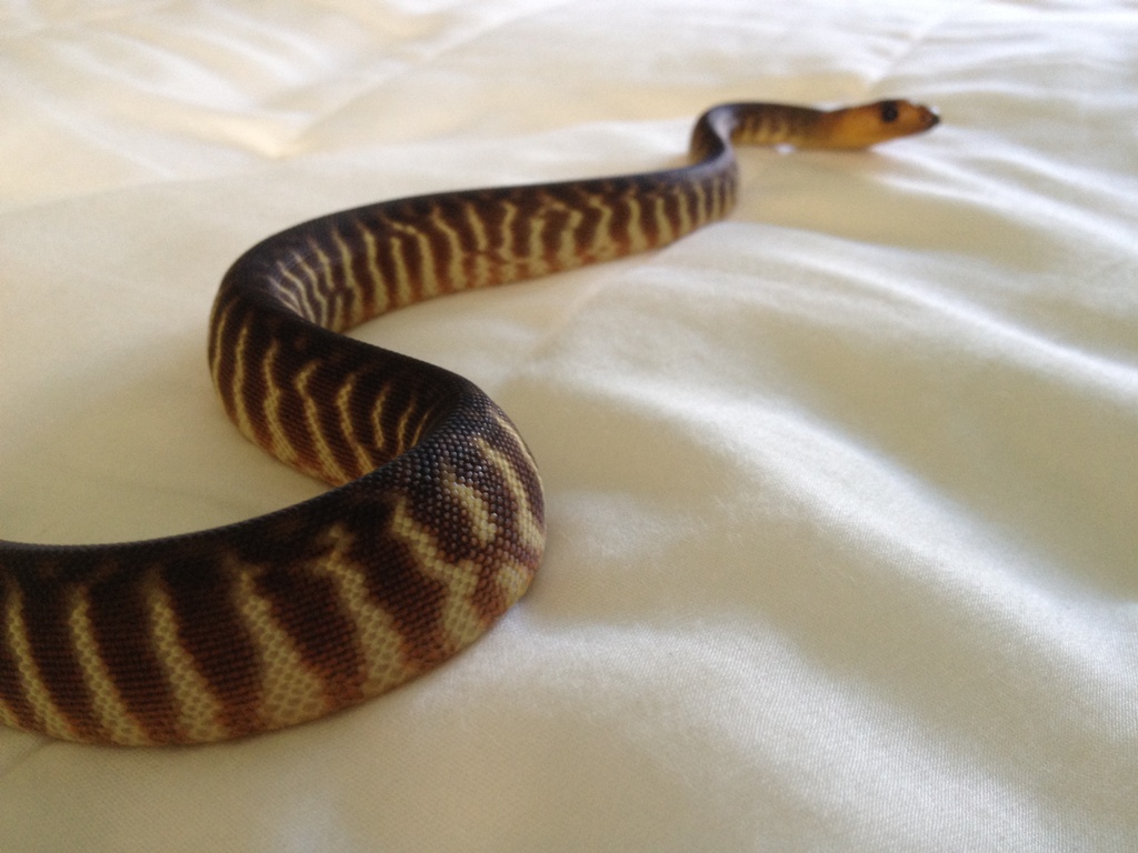 2012 Female Woma