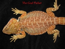 The God Father