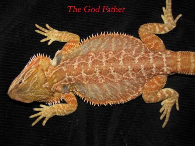 The God Father
