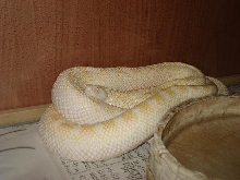 albina ivory bull