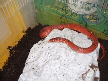 laticincta femmina