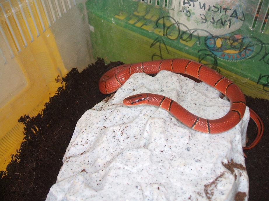 laticincta femmina