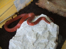 laticincta maschio