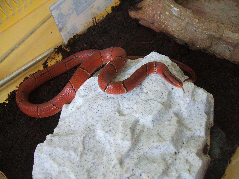 laticincta maschio