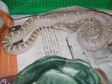 white side bull male