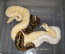 Pied x albino