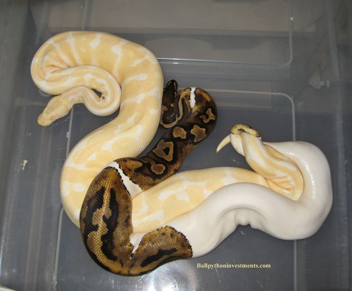 Pied x albino