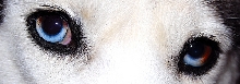 Kyla's eyes