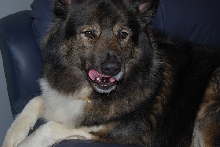 Kota