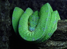 morelia viridis sorong