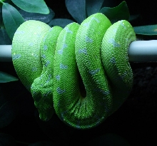 morelia viridis jayapura