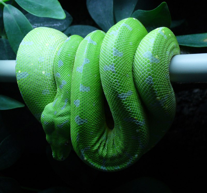 morelia viridis jayapura