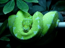 morelia viridis jayapura