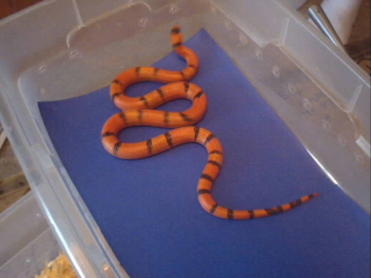 Hypo Hondo ( Vanishing/Pinstripe?)