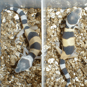 Last two babies