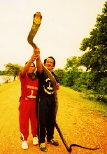 King Cobra - Thailand