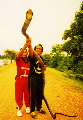 King Cobra - Thailand