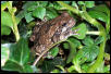 Tree frog (copes or grey, not shure)