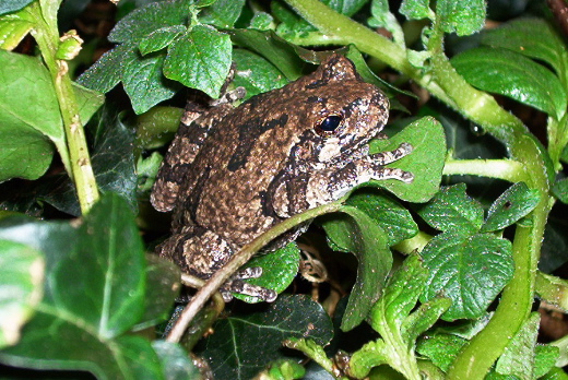 Tree frog (copes or grey, not shure)