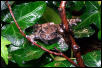 Onother one of my tree frogs