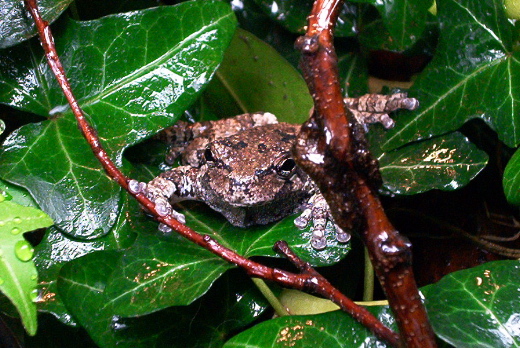 Onother one of my tree frogs