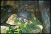My turtle