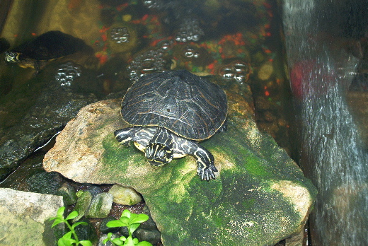 My turtle