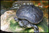 One of My Turtles