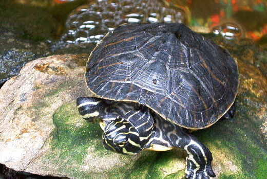 One of My Turtles