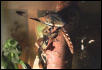 Anole Eating a dragonfly