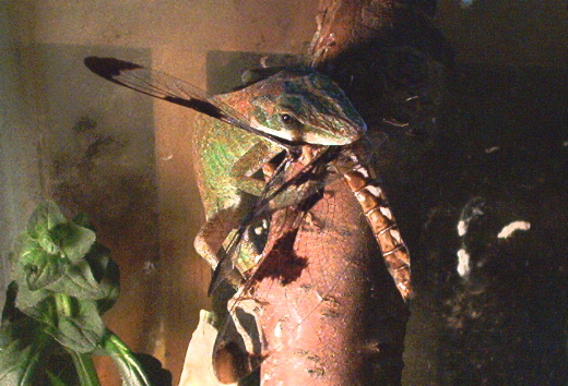 Anole Eating a dragonfly