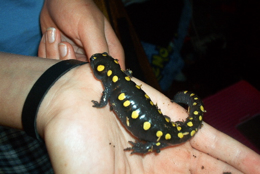 Spotted salamander