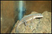 My female anole