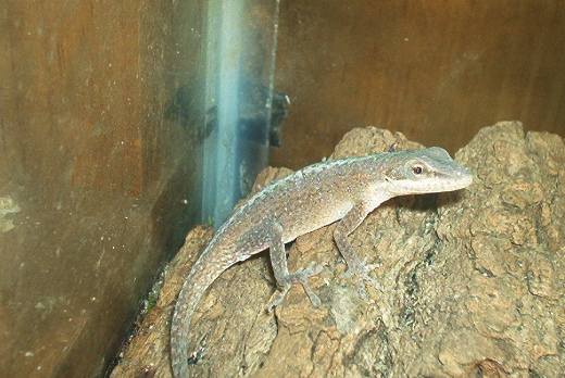 My female anole
