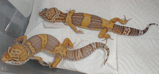 Gatou and Eclair 7-3-02