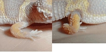 Eclair's old MBD piccies