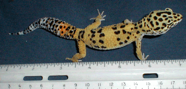 Merle size