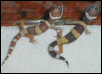 Gatou and Eclair on 4/18