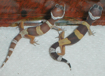 Gatou and Eclair on 4/18