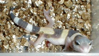 My first hatchling