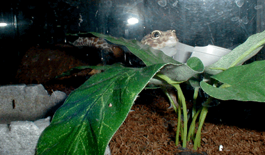 Heero's in Camoflage...